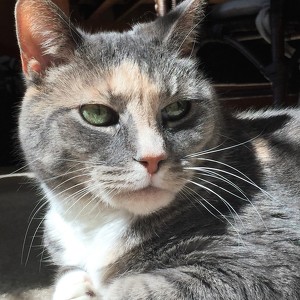 Erica Curry Lacerrte